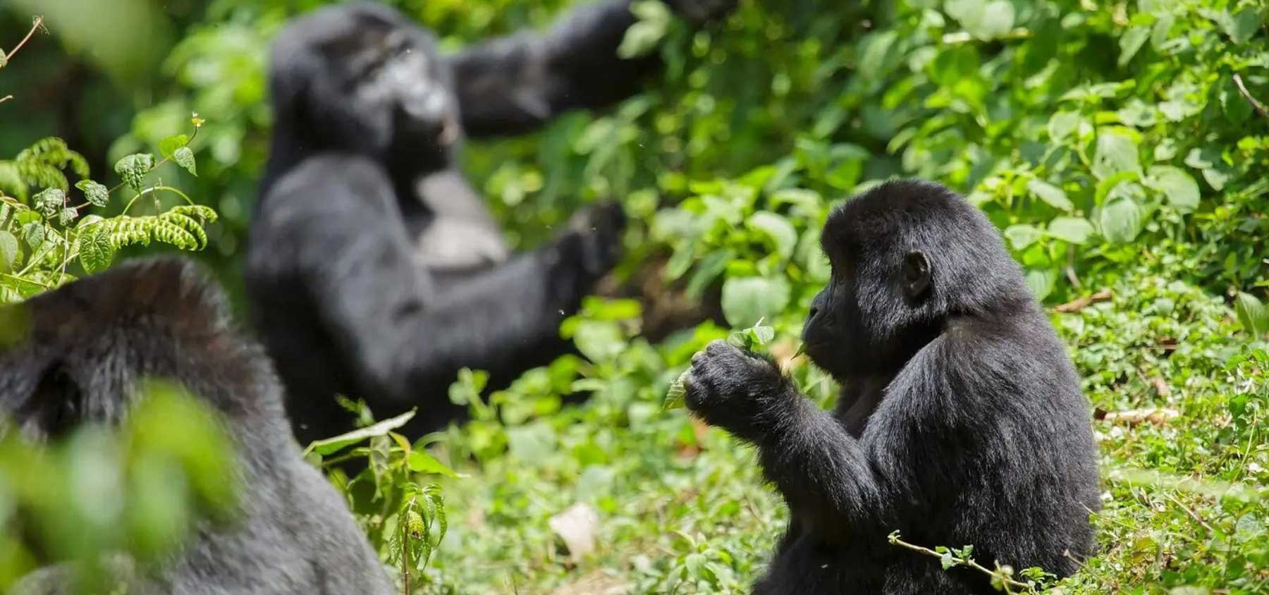 a gorilla family group in Bwindi in Uganda - gorilla trekking with Nandi Adventures