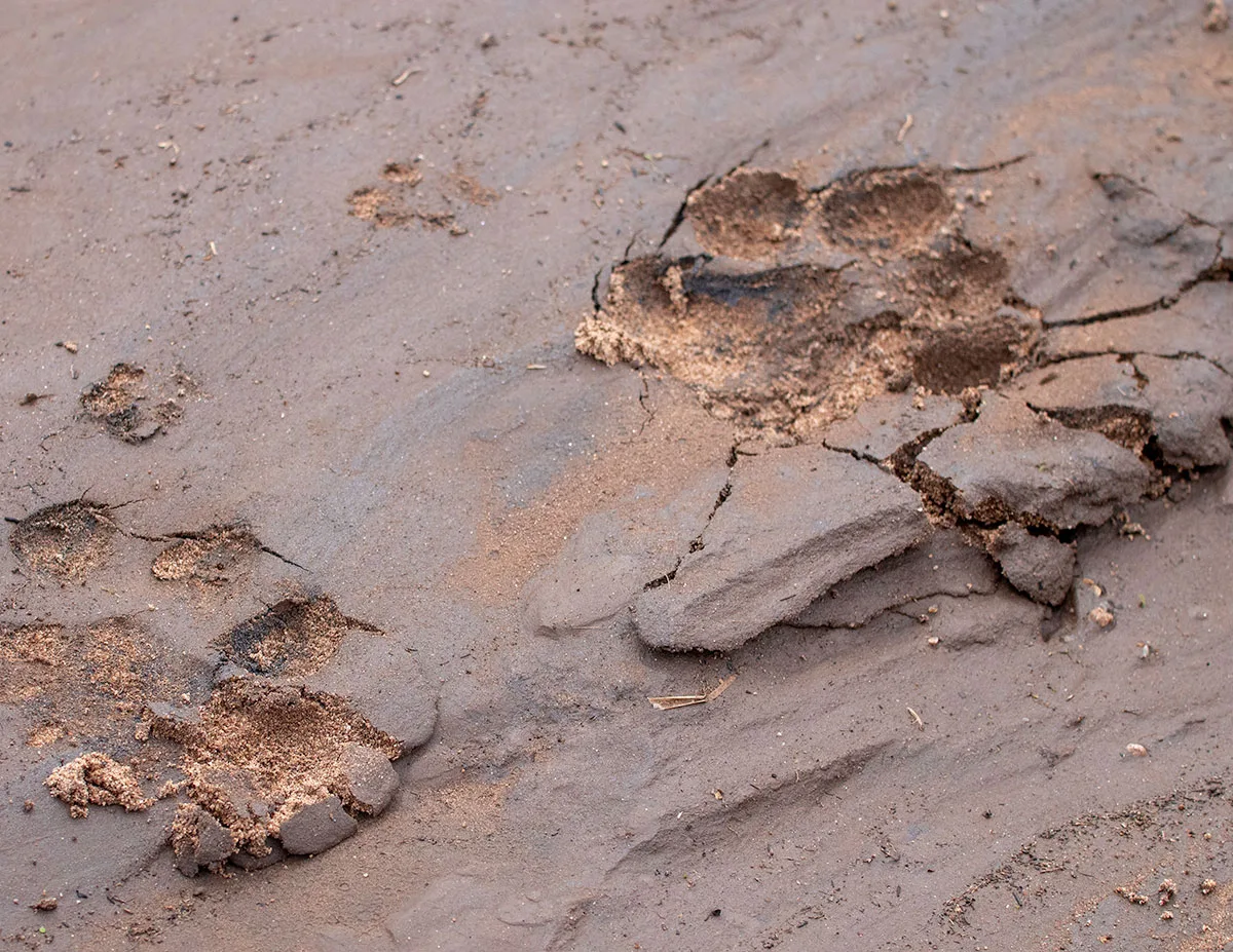 Lion paw prints to look out for on a walking safari in Murchison Falls National Park in Uganda - Nandi Adventures