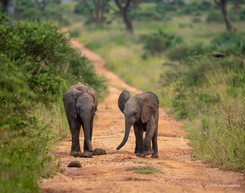 baby elephants on a walk along a safari track - Nandi Adventures