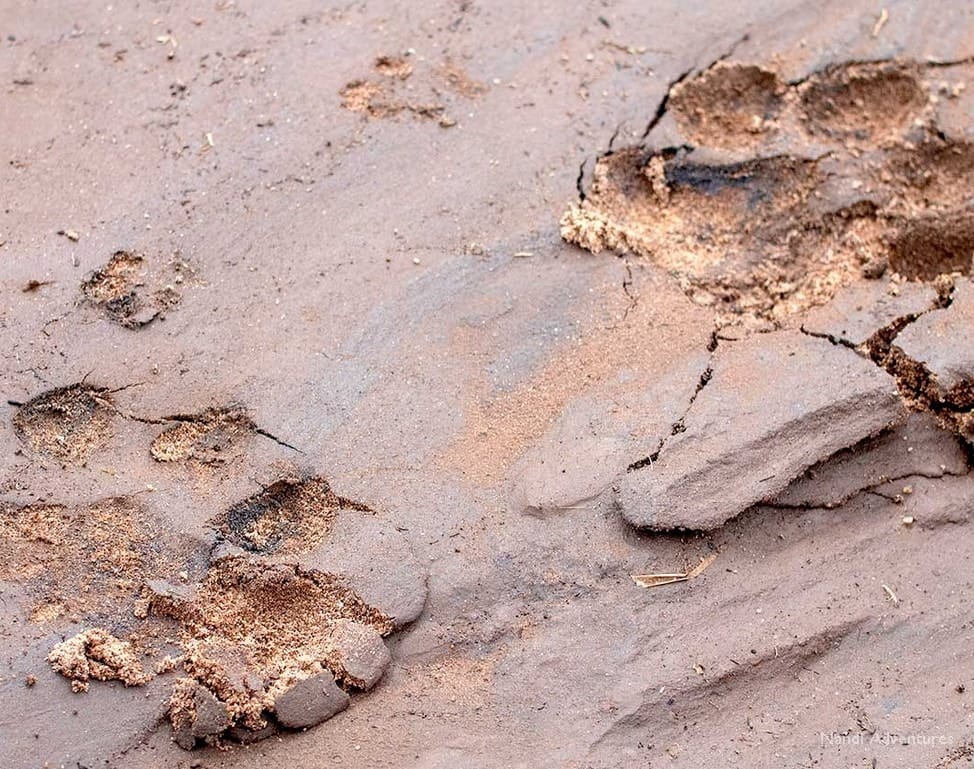 Lion pawprints you may see on a walking safari with Nandi Adventures