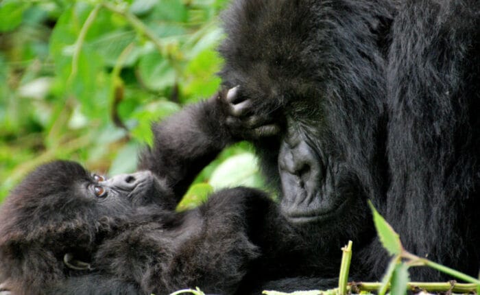 Uganda-Rwanda adventure : baby mountain gorilla plays with its mother - Nandi Adventures