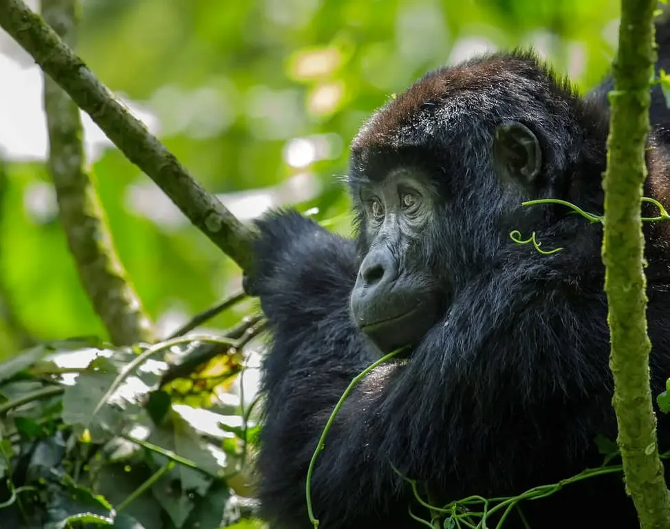 mountain gorilla - gorilla trekking with Nandi Adventures