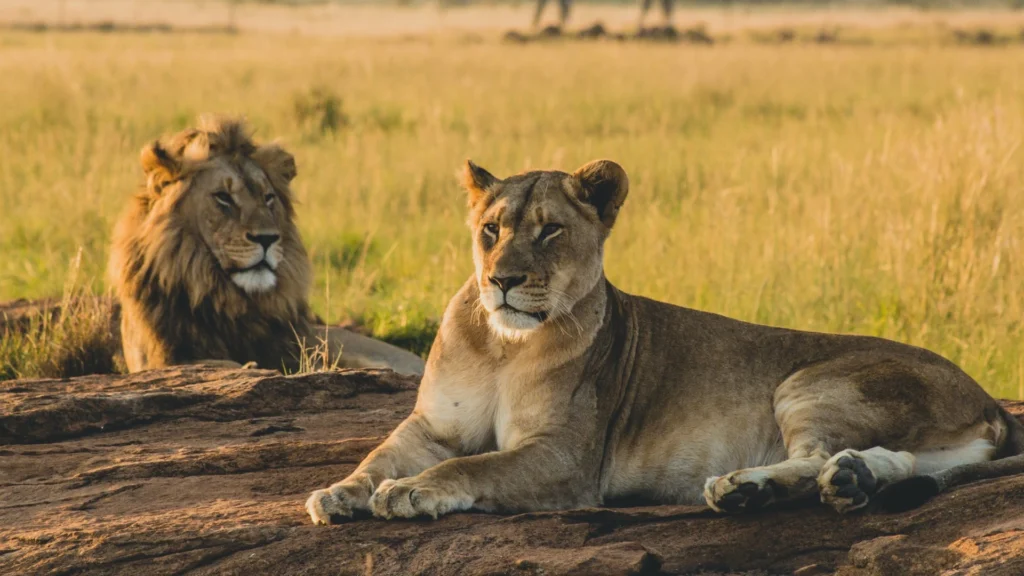 lion and lioness - Nandi Adventures
