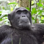 a chimpanzee relaxes in the wild in Kibale National Park - Nandi Adventures
