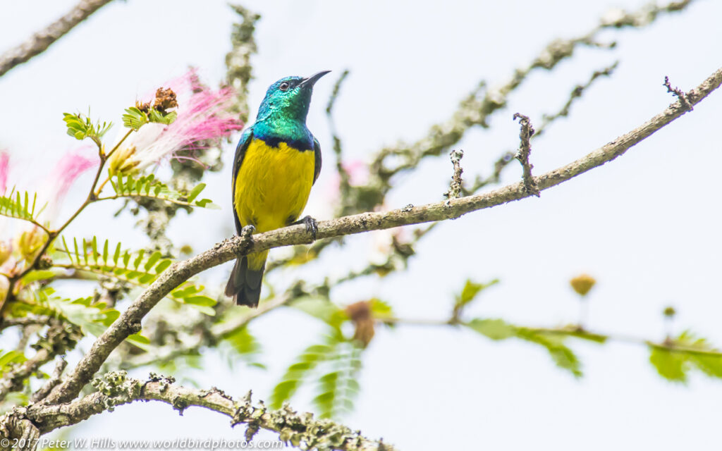 Collared sunbird in Uganda - Nandi Adventures for birding safaris