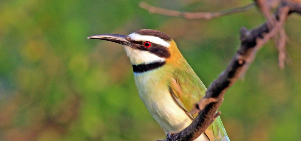 A female white-throated bee-eater - Nandi Adventures in Uganda