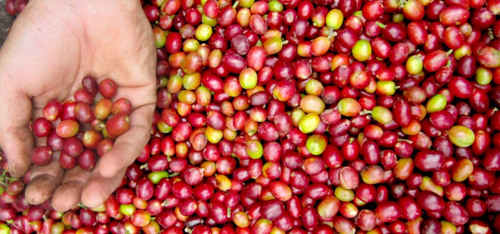 Join Nandi Adventures on a coffee experience on a Uganda coffee safari and tour