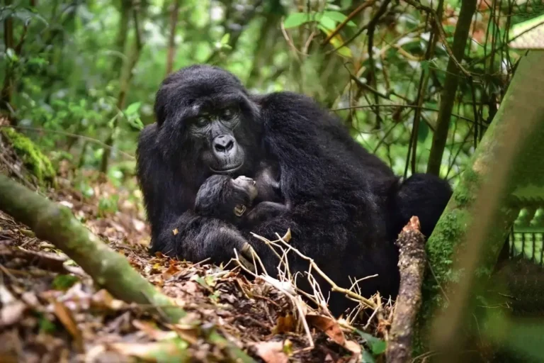 female mountain gorilla with its infant - gorilla trekking safaris by Nandi Adventures