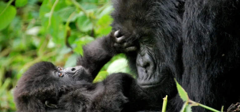 Gorilla families in Bwindi Impenetrable National Park have seen a growth in births - a positive testimony to a species that was on the brink of extinction. It is a proof that conservation with community support works for the benefit of humanity and wildlife - Nandi Adventures