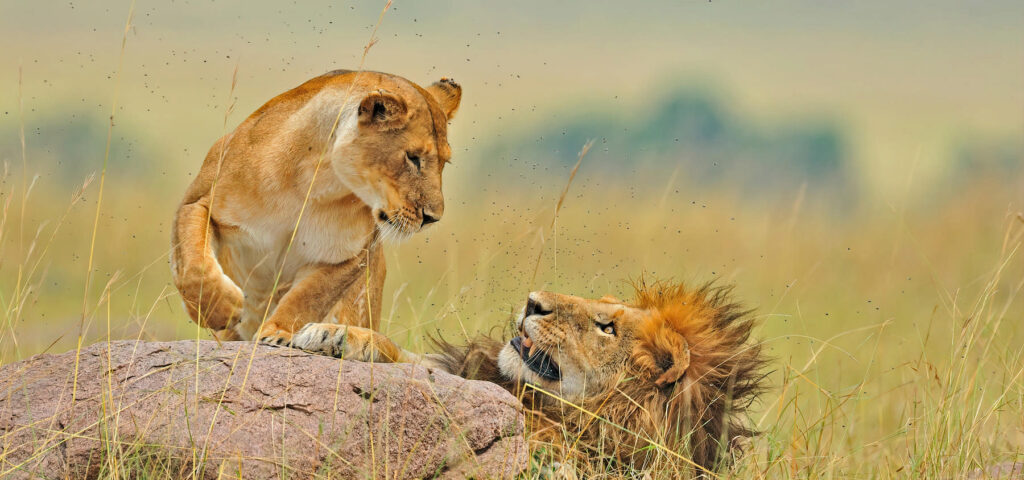 Step into a safari designed for the traveler who craves meaning, comfort, and a true connection with the wild. - Nandi Adventures