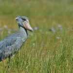 The shoebill stork, one of the most sought after birds found in Uganda - Nandi Adventures