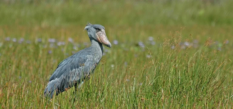 The shoebill stork, one of the most sought after birds found in Uganda - Nandi Adventures