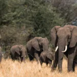 Elephant herds are big on this Tanzania safari in Big 5 Tanzania Safari in Ngorongoro, Serengeti & Tarangire - Nandi Adventures