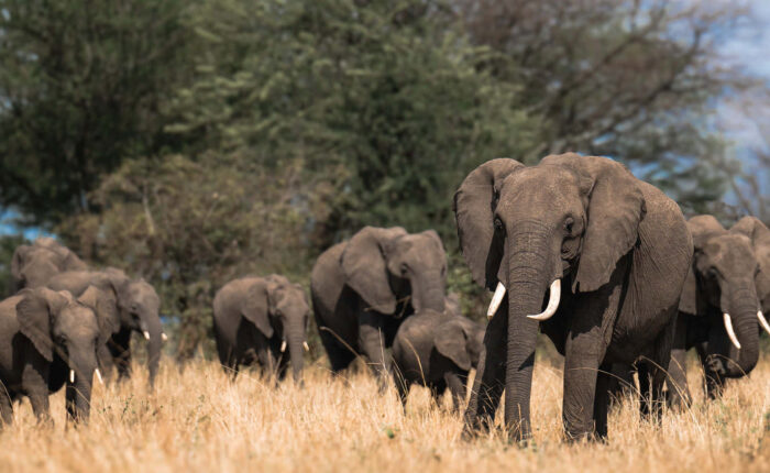 Elephant herds are big on this Tanzania safari in Big 5 Tanzania Safari in Ngorongoro, Serengeti & Tarangire - Nandi Adventures