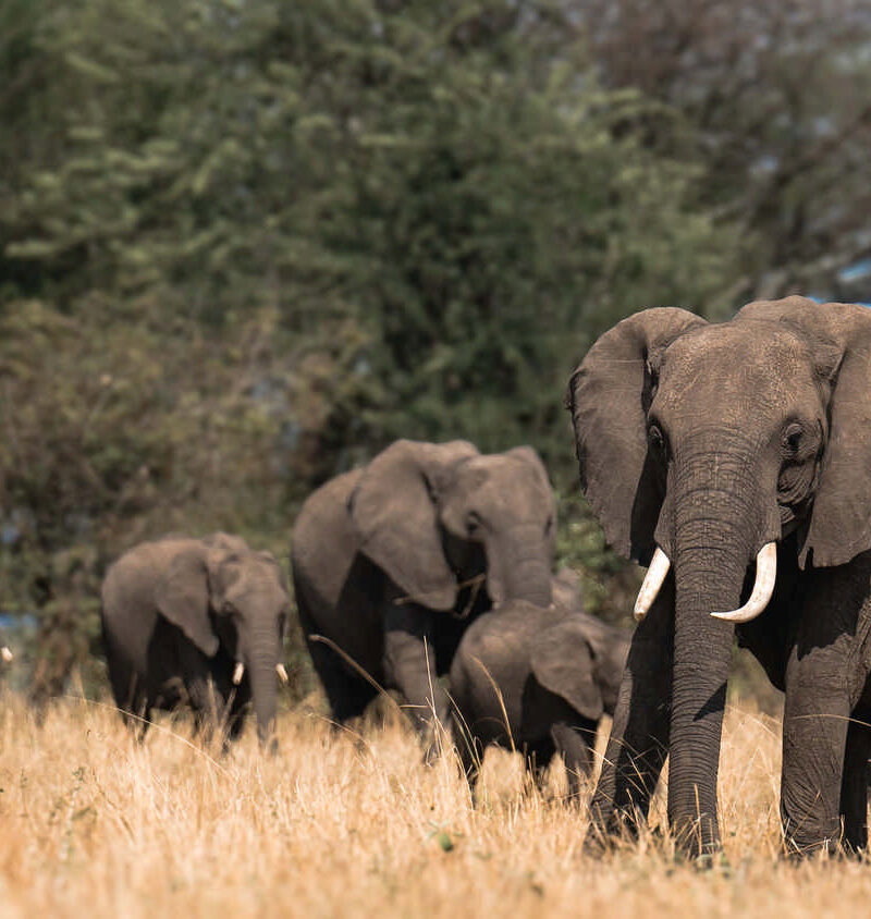 Elephant herds are big on this Tanzania safari in Big 5 Tanzania Safari in Ngorongoro, Serengeti & Tarangire - Nandi Adventures