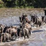 Experience the great migration in Serengeti on your Tanzania safari with Nandi Adventures