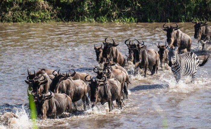 Experience the great migration in Serengeti on your Tanzania safari with Nandi Adventures