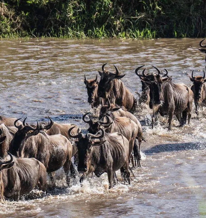 Experience the great migration in Serengeti on your Tanzania safari with Nandi Adventures