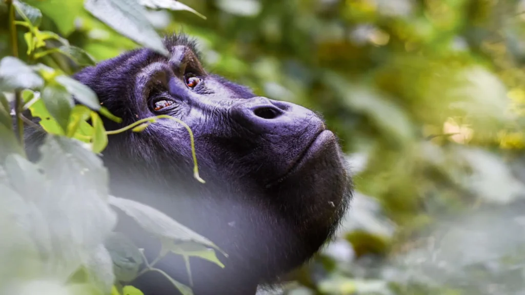 While staying at the luxury lodge Erebero, you can go gorilla trekking in Bwindi