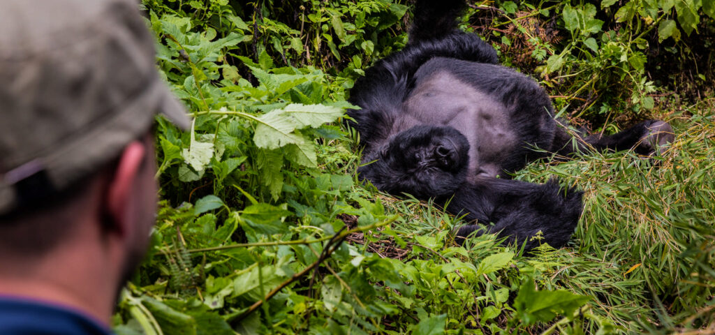 Gorilla trekking in Uganda. Is gorilla trekking safe? Yes, follow your guide's instructions