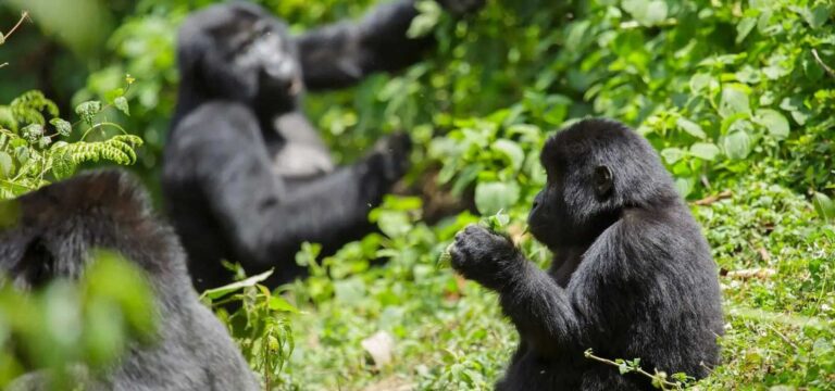 A mountain gorilla family enjoys a lovely morning