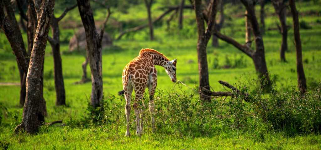 A giraffe grazes in Lake Mburo National Park. Enjoy walking safaris in this nature reserve with Nandi Adventures