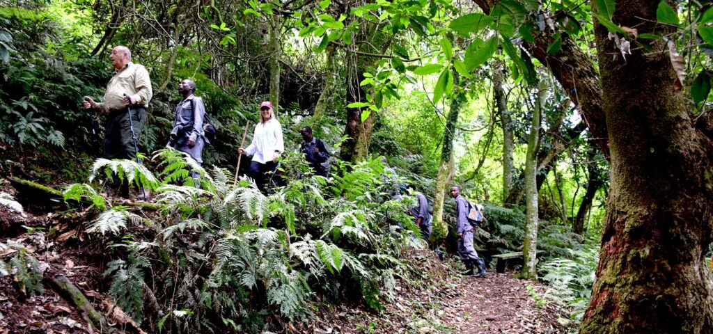 gorilla trekking in Bwindi Nandi Adventures | Nandi Adventures Uganda Safari Visitors on a Uganda gorilla trekking safari adventure in the Bwindi Impenetrable National Park in Uganda - Nandi Adventures