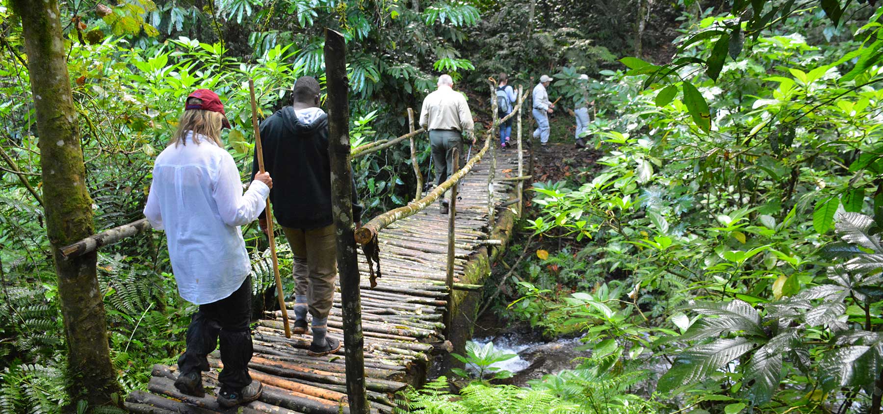 Is gorilla trekking safe? Guest cross a bridge over a creek during a gorilla trekking excursion in Uganda - Nandi Adventures