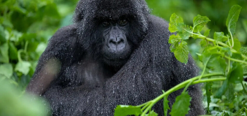 Uganda is home to the endangered mountain gorillas. Bwindi is a major destination for gorilla trekking - Nandi Adventures