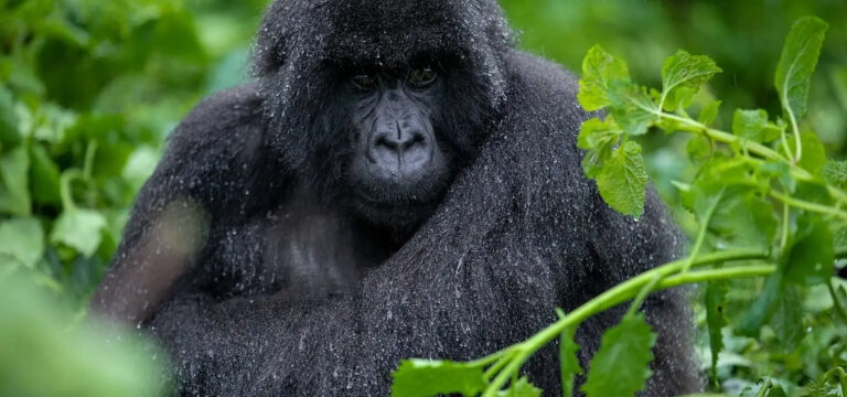 Uganda is home to the endangered mountain gorillas. Bwindi is a major destination for gorilla trekking - Nandi Adventures