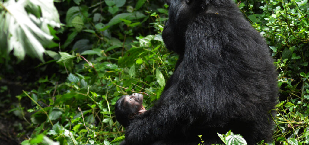 A female mountain gorilla with it infant gorilla in Bwindi Impenetrable National Park, Uganda - Nandi Adventures