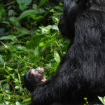 A female mountain gorilla with it infant gorilla in Bwindi Impenetrable National Park, Uganda - photo by Vincent of Nandi Adventures