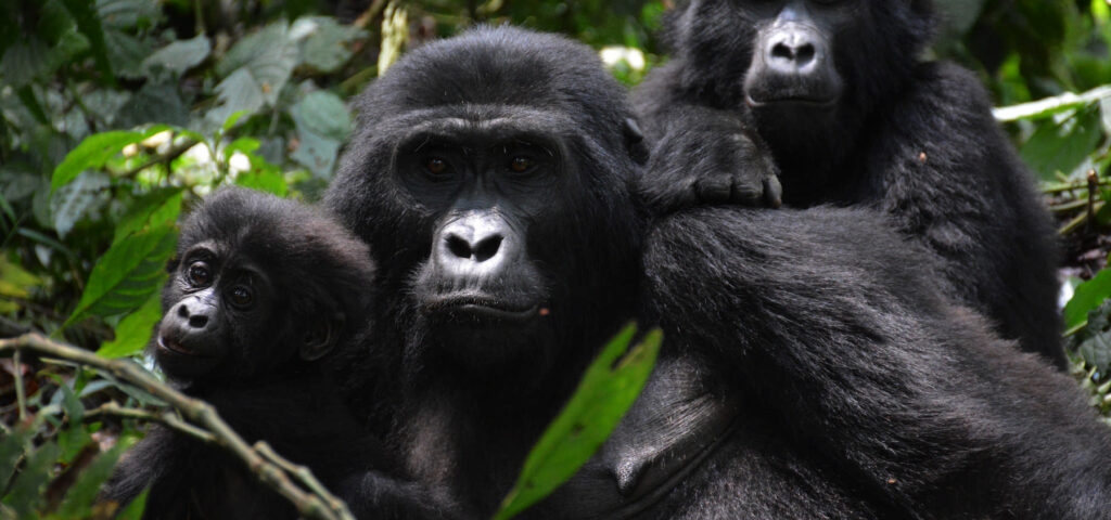 Mountain gorilla family: a female gorilla with two of her young