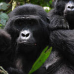 Mountain gorilla family: a female gorilla with two of her young