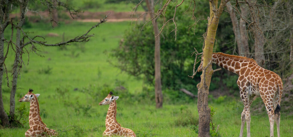 Giraffe with calves in Lake Mburo National Park in Uganda. Uganda is home to the nubian giraffe species, one of the rarest, and endangered - Nandi Adventures