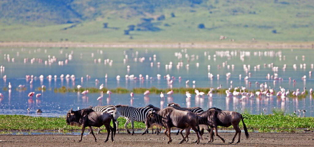 Flamingos, wildebeest and zebra are some of the wonders of the Ngorongoro Crater that you will spot on your luxury family safari in Tanzania - Nandi Adventures