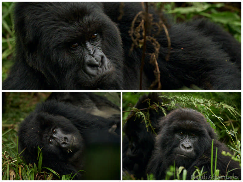 every mountain gorilla has an individual noseprint in the same way humans have fingerprints - Nandi Adventures