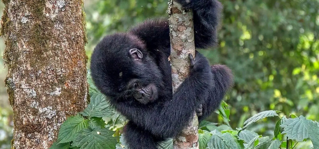 a young mountain gorilla in the Bwindi Impenetrable National Park in Uganda. It is harder to identify young gorillas by their noseprint until the primate is about 3 years - Nandi Adventures
