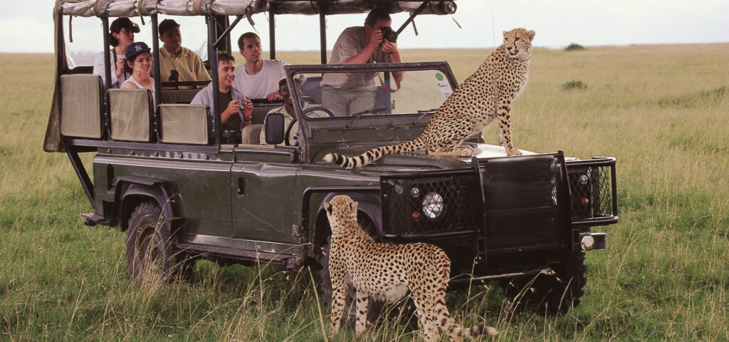 luxury family safari in Kenya and Tanzania by Nandi Adventures. Cheetahs seated on a safari jeep scan the horizon as a family watches