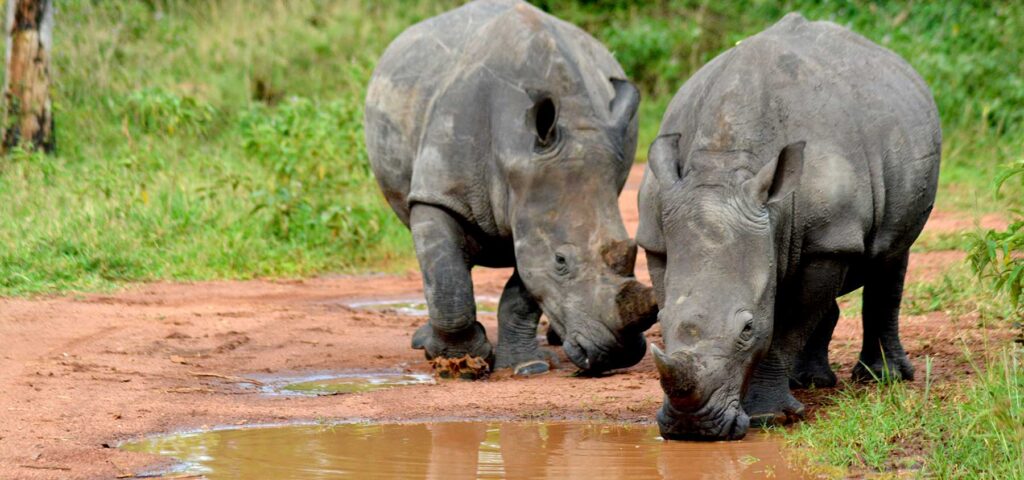 Rhinos once extinct in Uganda, are now thriving at Ziwa Sanctuary. Uganda is starting a rhino naming campaign to promote the conservation of one of Africa's Big 5 - safaris by Nandi Adventures