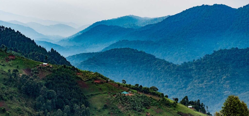 A Safari Destination for Legends: Bwindi Impenetrable National Park -misty-hills - Nandi Adventures