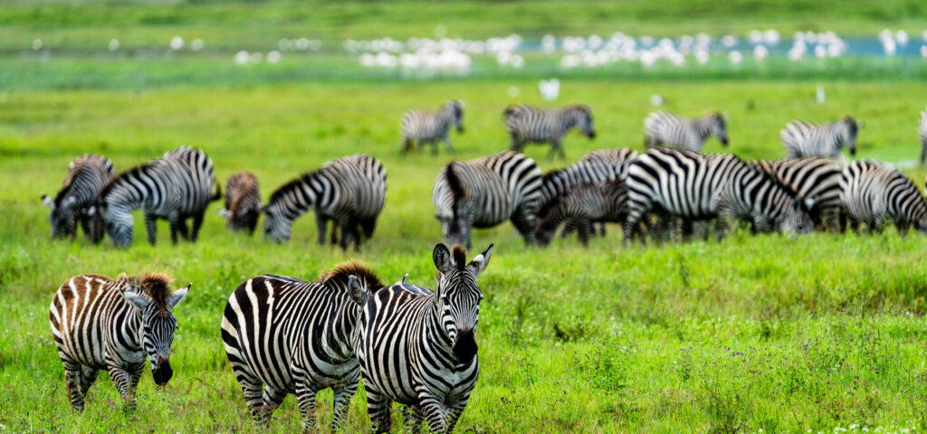 zebra on the great migration through the serengeti in Tanzania - Nandi Adventures in Uganda