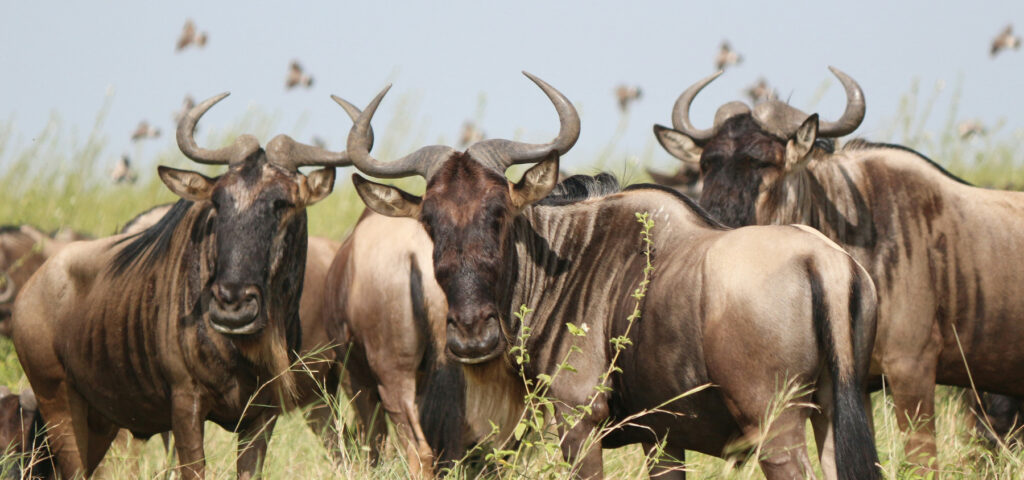 Wildebeest and the predators like lions and crocs are the main draw for great migration safaris. serengeti, masaai mara, kenya, tanzania - Nandi Adventures