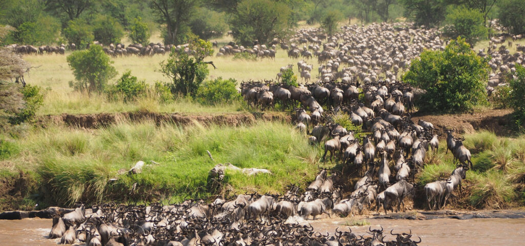 The Great Wildebeest Migration river crossing during the great migration - tanzania, kenya - Nandi Adventures of Uganda