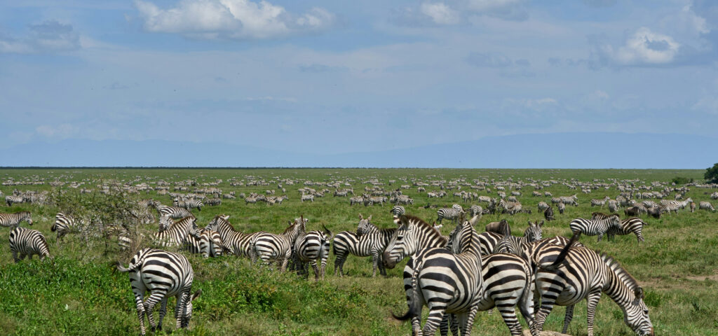 endless plains of zebras during the great migration in the serengeti, tanzania - Nandi Adventures of Uganda