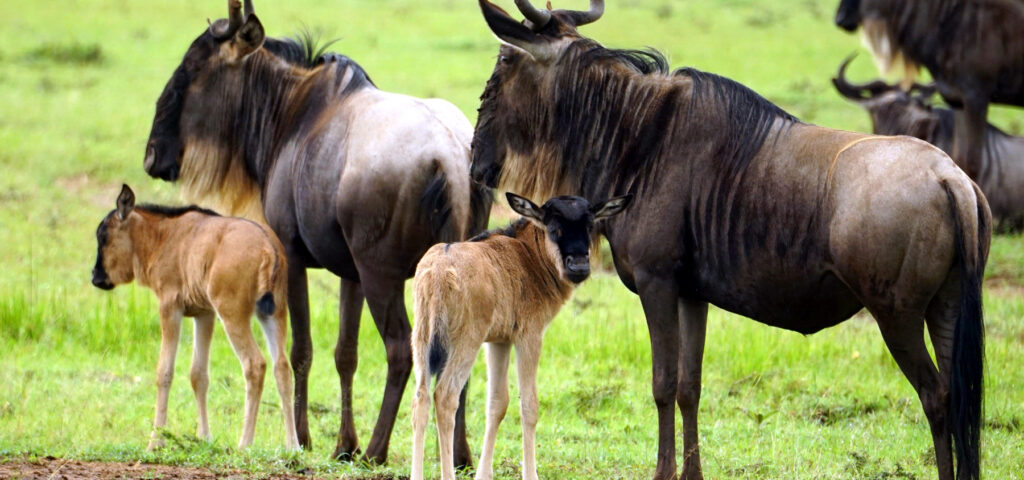 the great migration wildebeest calves - safaris with nandi adventures