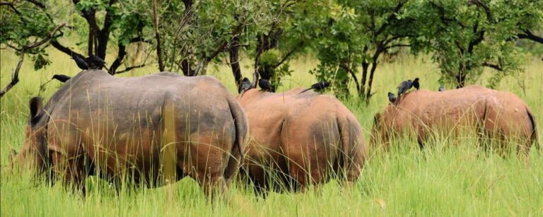 rhinos at the ziwo rhino sanctuary in Uganda - Nandi Adventures