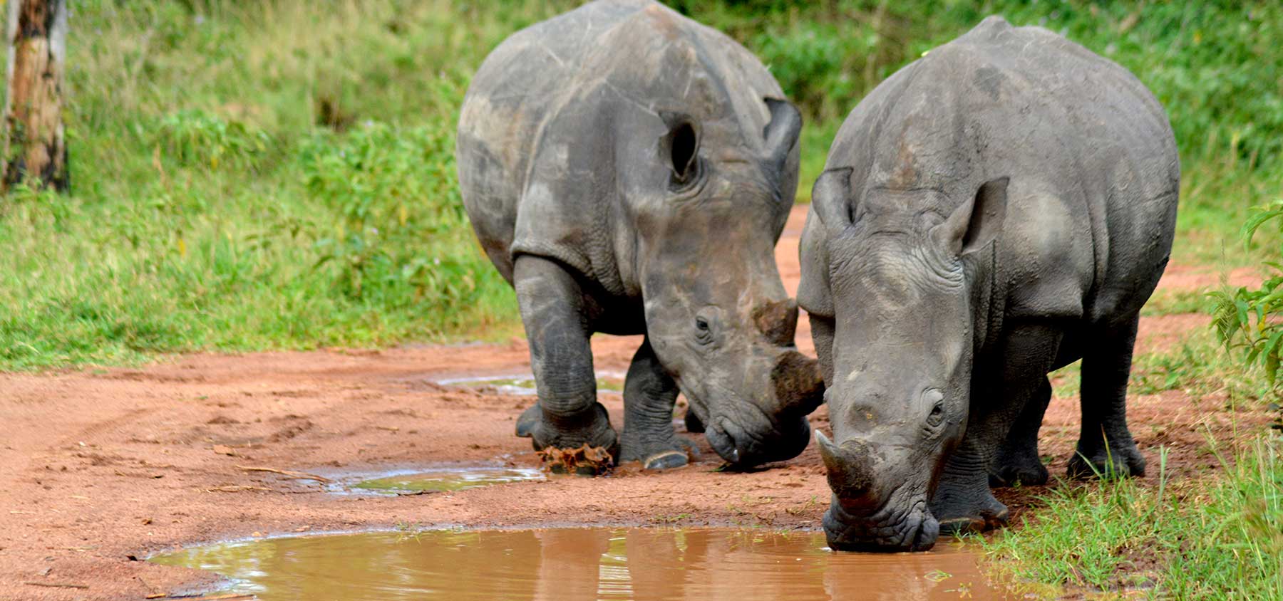 rhinos in ziwa sanctuary uganda Nandi Adventures | Nandi Adventures Uganda Safari Uganda welcomes 8 white rhinos. Rhinos once extinct in Uganda, are now thriving at Ziwa Sanctuary. Uganda is starting a rhino naming campaign to promote the conservation of one of Africa's Big 5 - safaris by Nandi Adventures