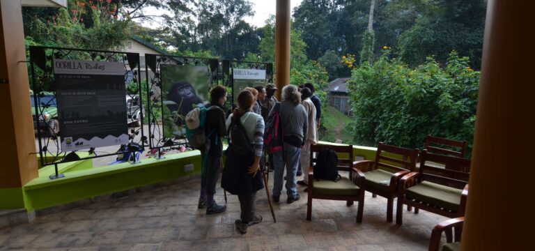 Gorilla trekking is safe during election years - Nandi Adventures