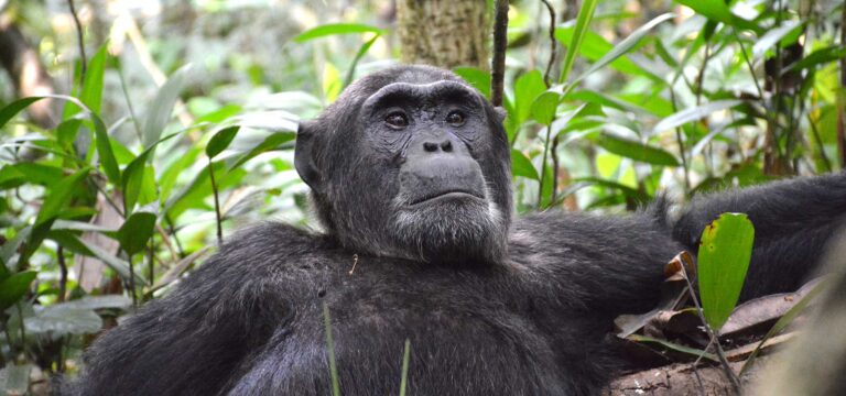 chimpanzee in the wild in Uganda - Nandi Adventures